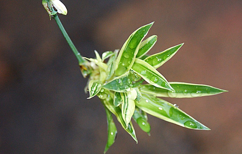 wet-spider-plant-offshoot.jpg