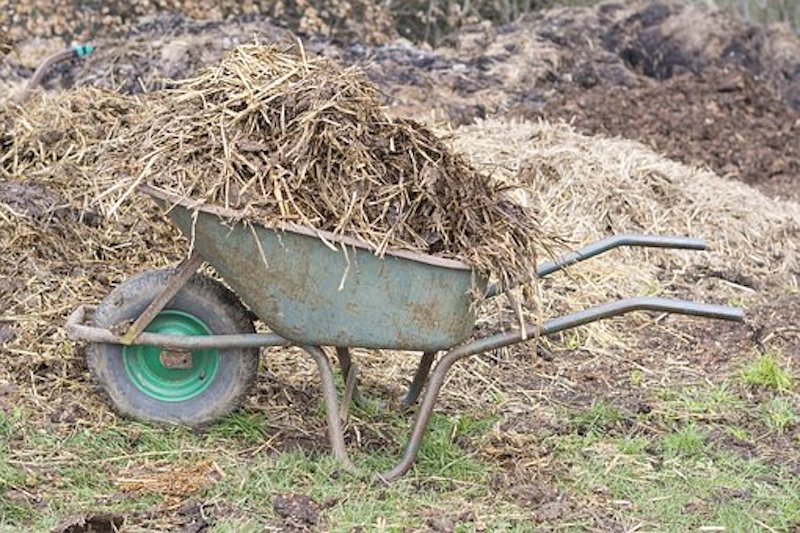 wheelbarrow-with-manure-for-mulch.jpg