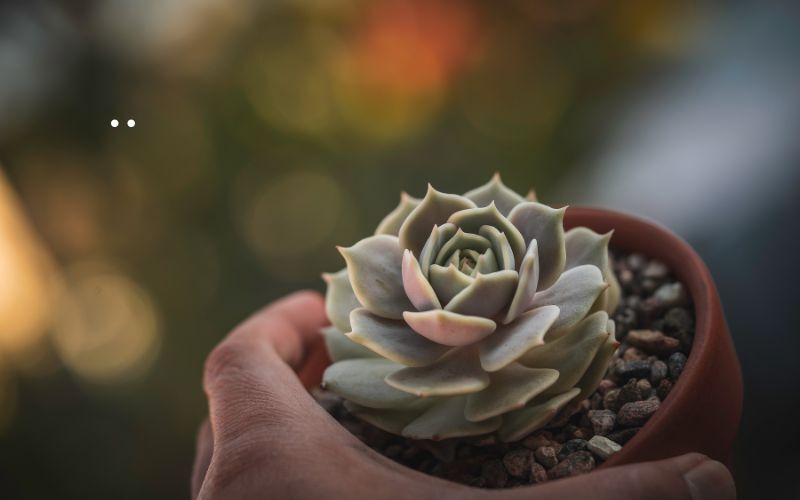 when-to-bring-echeveria-indoors.jpg