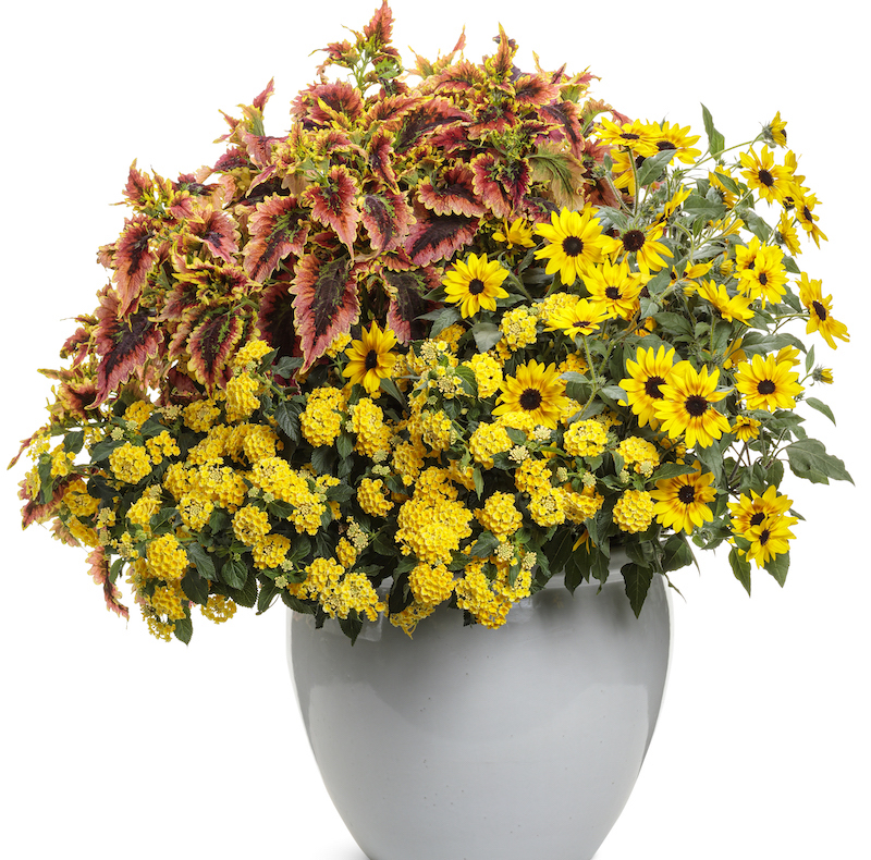 white-ceramic-pot-with-suncredible-saturn-sunflowers-lantana-and-coleus.jpg