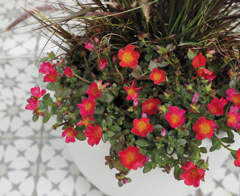 white-container-holding-mojave-red-purslane-paired-with-purple-fountain-grass.jpg