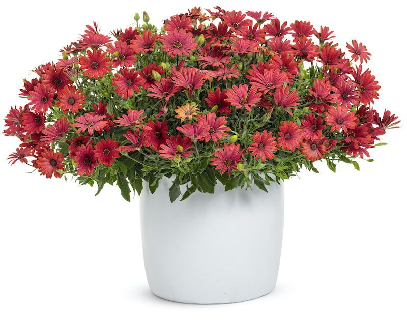 white-container-planted-with-osteospermum-bright-lights-red.jpg