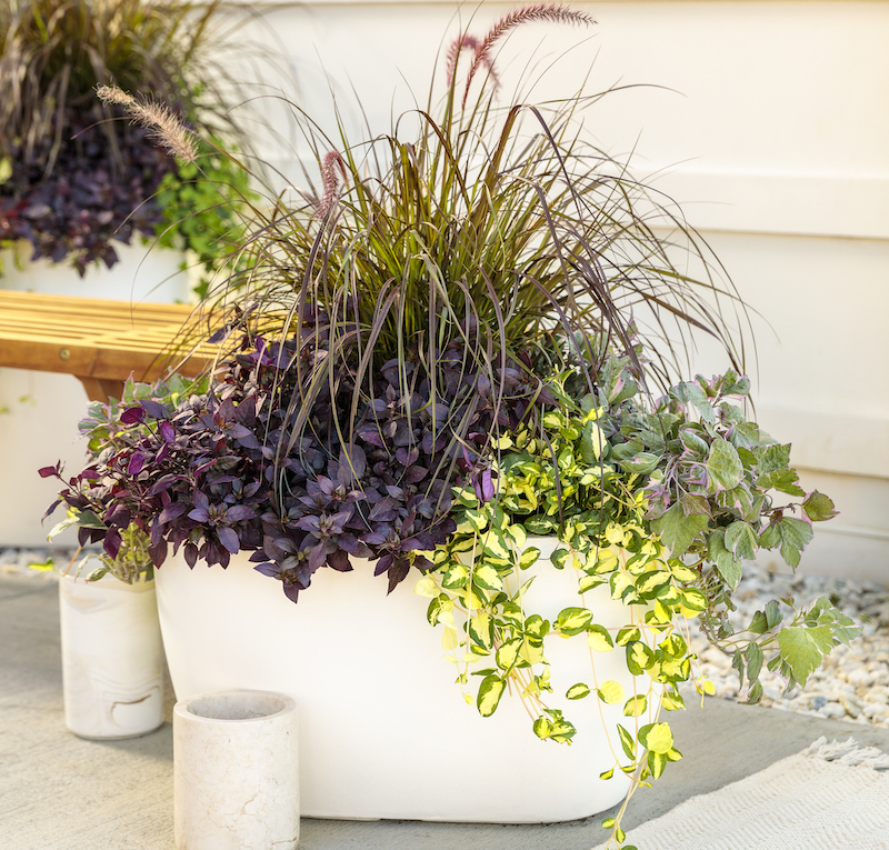 white-container-planted-with-vinca-vine-sweet-potato-vine-alternanthera-and-purple-fountain-grass.jpg