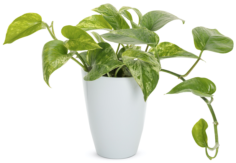 Satin Pothos  Plant Addicts