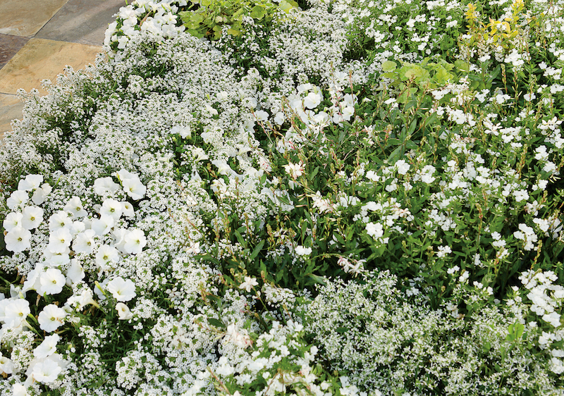 white-garden-planted-with-snowstorm-bacopa-sweet-potato-vine-sweet-alyssum-petunia-and-diamond-frost-euphorbia.jpg