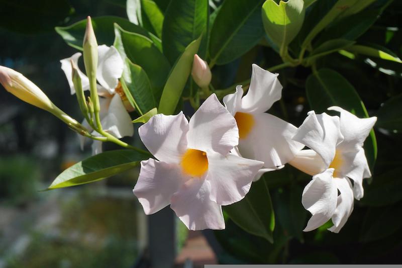 white-mandevilla-in-bloom.jpg