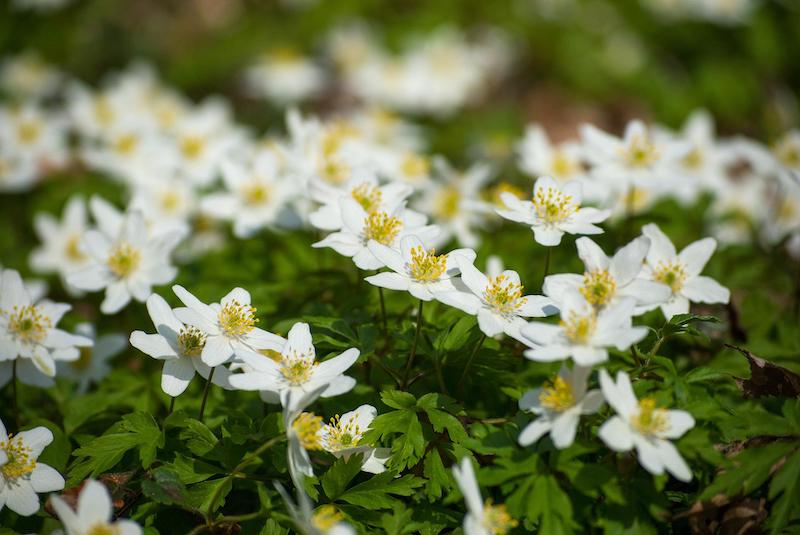 white-windflowers.jpg