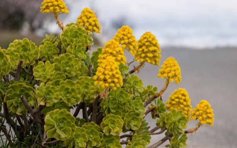 why-fertilize-fertilizing-aeonium.jpg