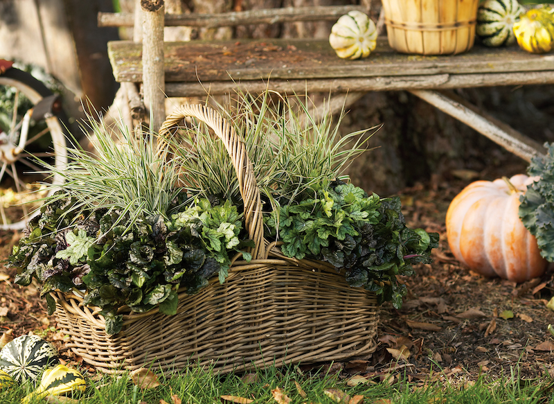 wicker-basket-planted-with-black-scallop-ajuga-and-fountain-grass.jpg