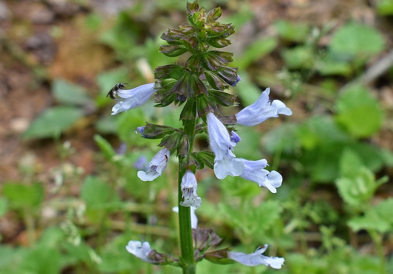 wild-penstemon-in-bloom.jpg