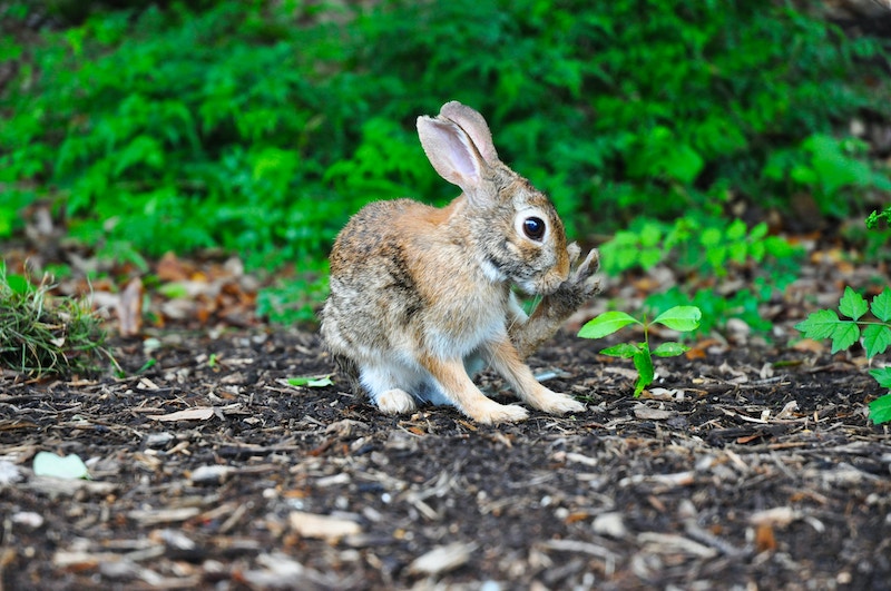 wild-rabbit-in-the-garden.jpg