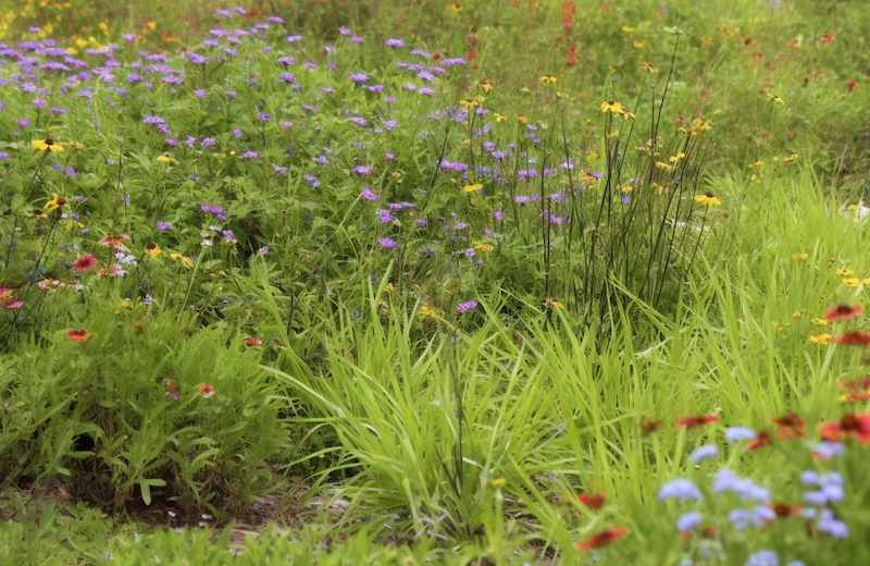 How to plant a wildflower meadow – YourGreen