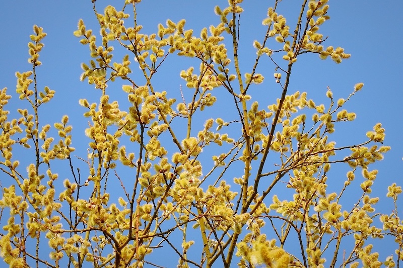 willow-tree-catkins.jpg