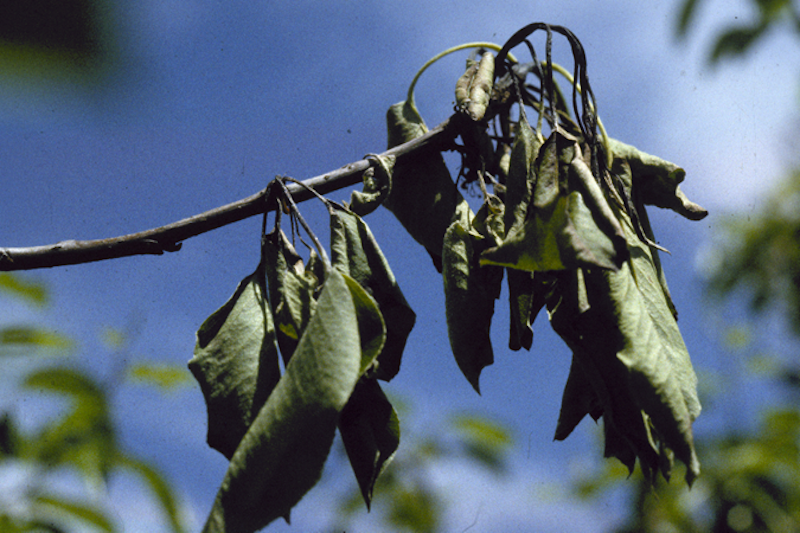 wilted-leaves-on-pear-and-apple-trees-are-a-sign-of-fire-blight.png