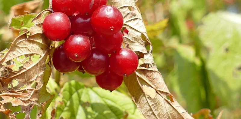 wilting-viburnum-leaves.jpg