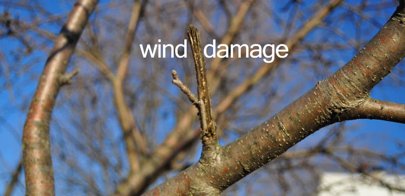 wind-damage-on-branches.jpg