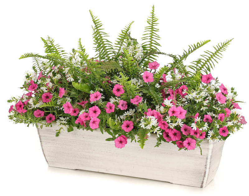 window-box-with-kimberley-queen-fern-supertunias-and-whirlwind-white-fan-flower.jpg