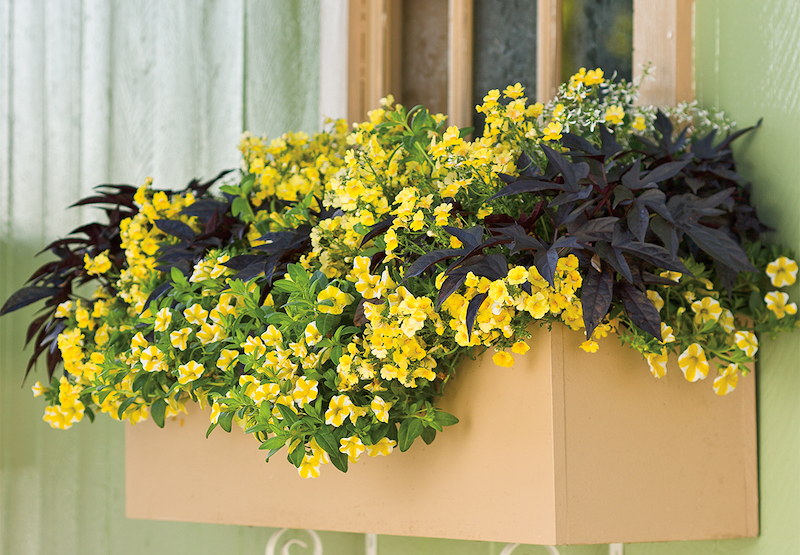 window-box-with-sunsatia-lemon-nemesia-calibrachoa-and-sweet-potato-vine.jpg