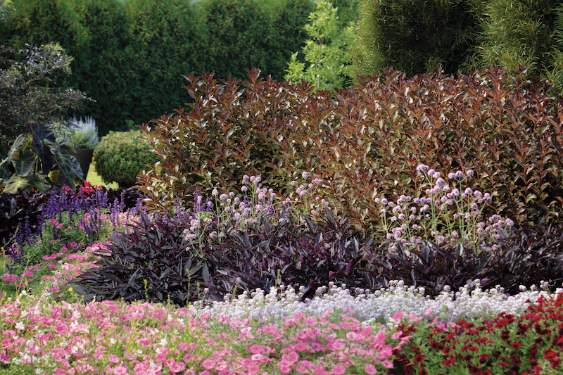 wine-roses-weigela-planted-with-sweet-alyssum-petunia-verbena-fine-line-buckthorn-salvia-elephant-s-ear-and-russian-sage.jpg