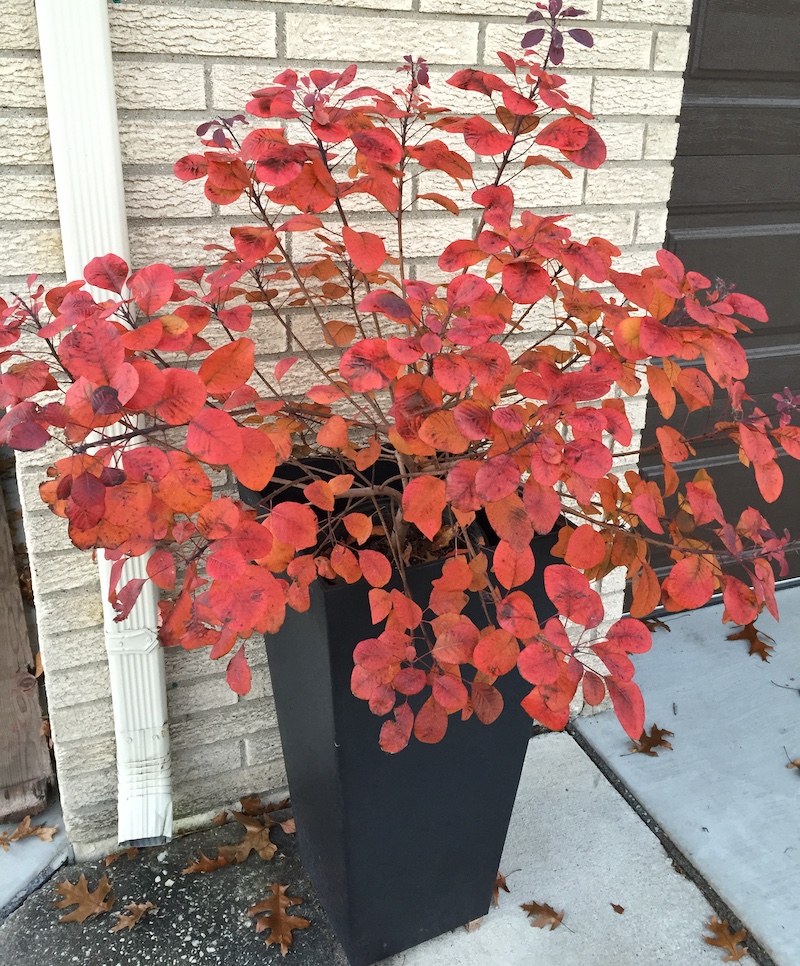 winecraft-black-smokebush-in-tall-black-container.jpg