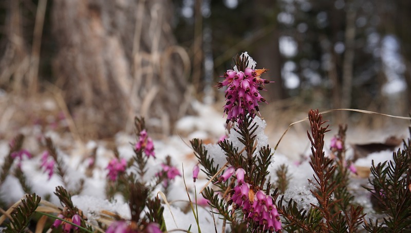 winter-blooming-heather.jpg