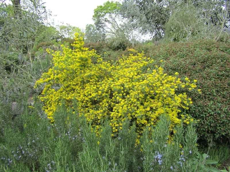 wisley-gardens-scotch-broom-behind-rosemary-shrub.jpg