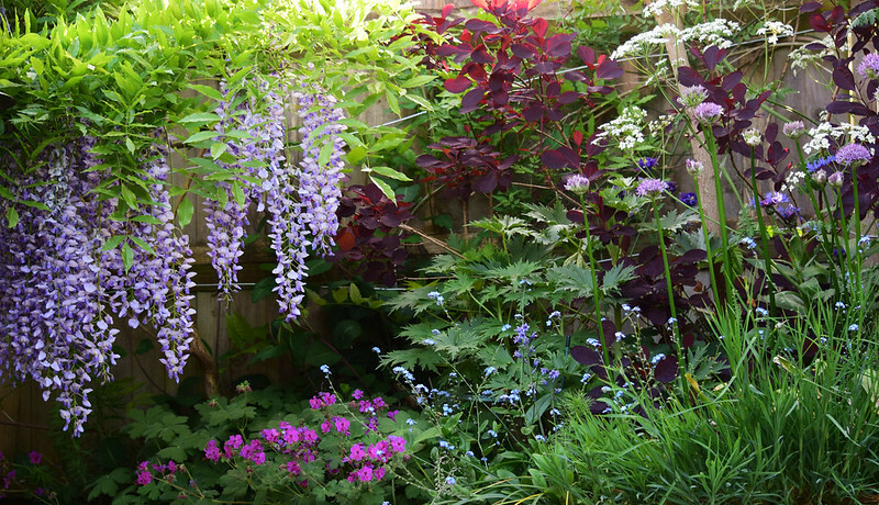 wisteria-flowering-alongside-cow-parsley-geraniums-and-forget-me-nots.jpg