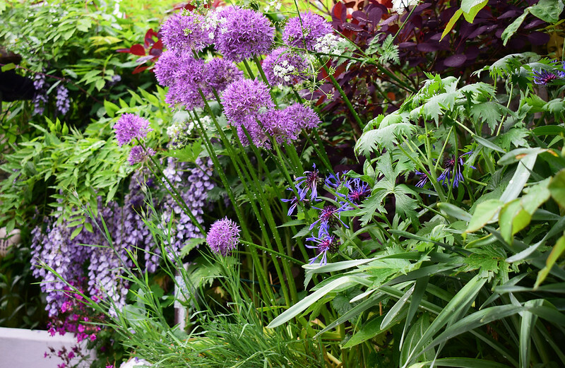 wisteria-growing-above-bachelors-buttons-allium-and-smoke-tree.jpg