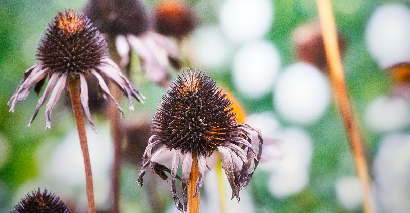 withered-coneflower-ready-for-deadheading.jpg