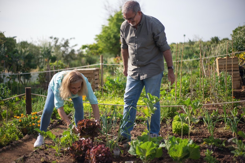 woman-harvesting-purple-lettuce-from-veggie-garden.jpg