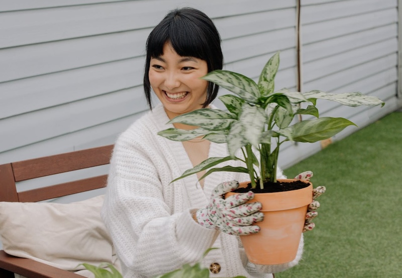 woman-holding-a-potted-aglaonema-outdoors.jpg