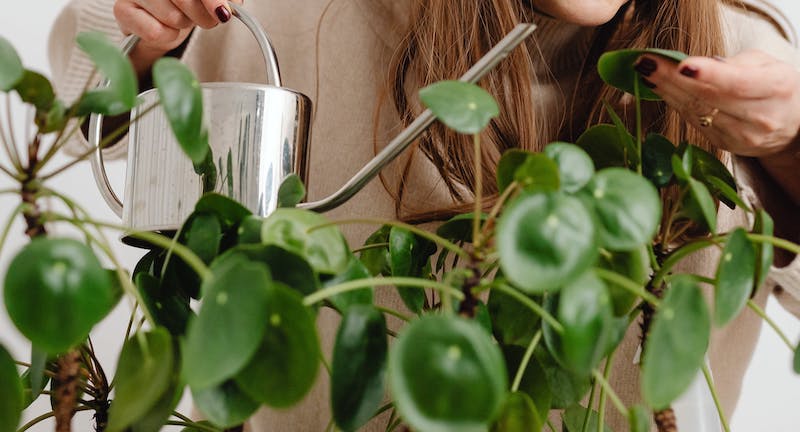 woman-holding-watering-can-and-examining-pilea-leaf.jpg