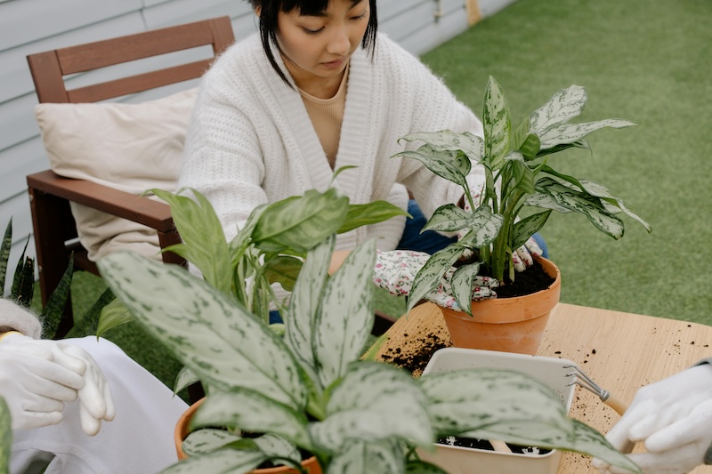 woman-repotting-a-aglaonema-plant.jpg