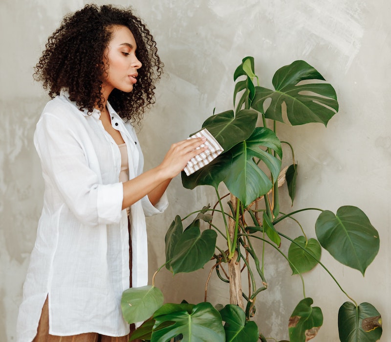 woman-wiping-leaves-of-potted-monstera.jpg