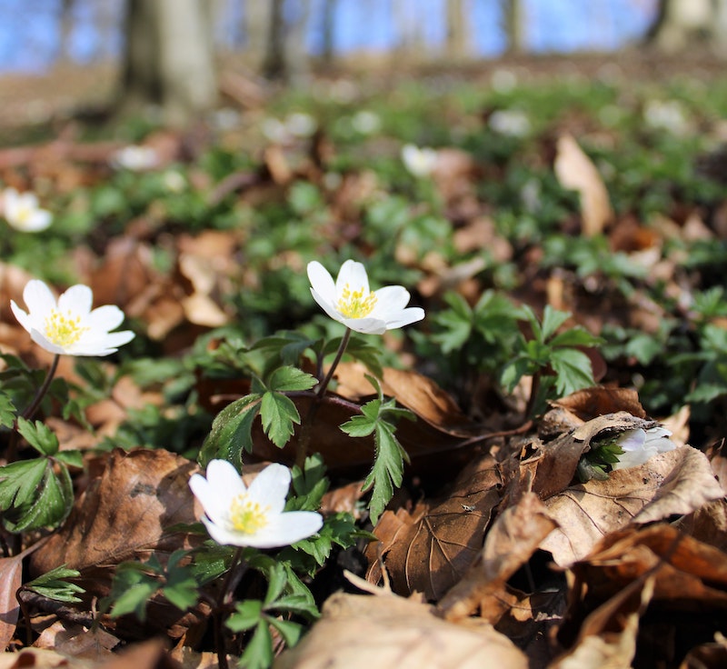 wood-anemone-in-the-fall.jpg