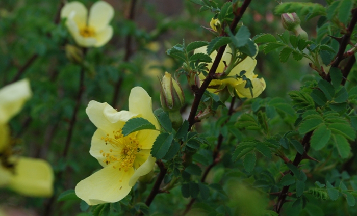 wood-s-rose-rosa-woodsii-.-also-called-a-wild-rose-or-fendler-s-rose.jpg