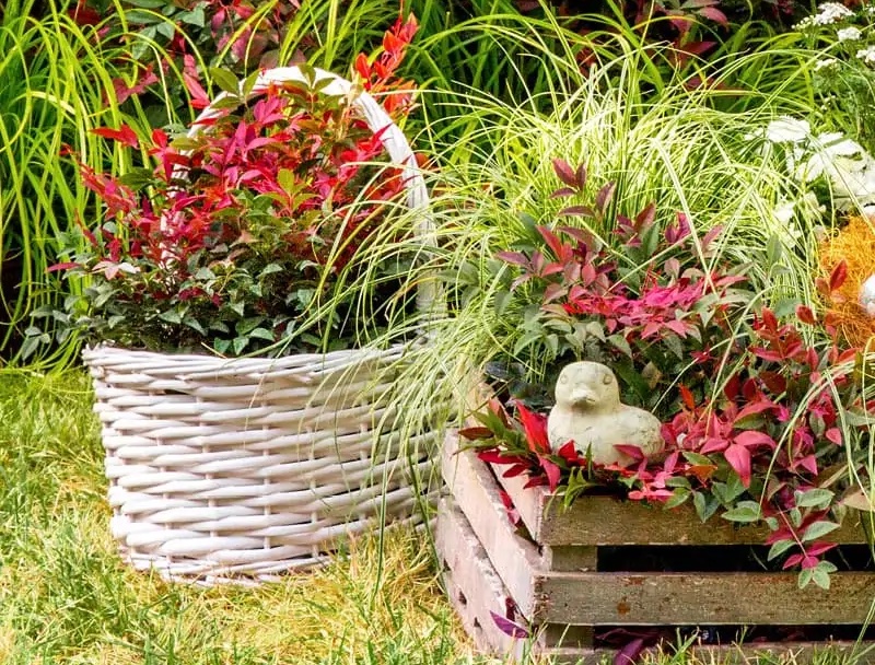 wooden-crate-and-basket-planted-with-obsession-nandinam-yarrow-and-sedge.jpg