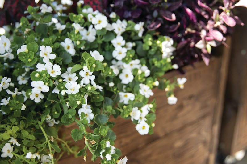 wooden-planter-containing-snowstorm-snow-globe-bacopa.jpg