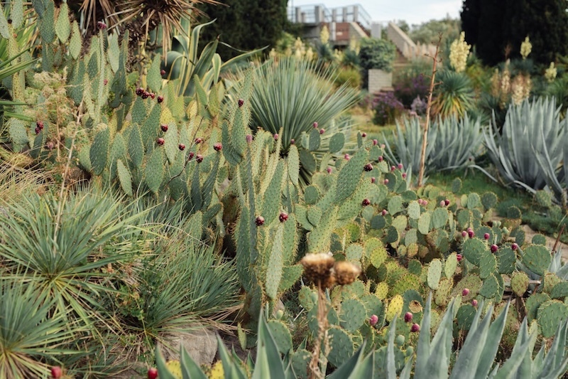 Thick-leaved succulents