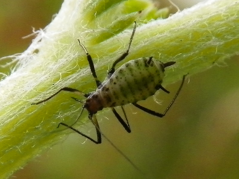 yarrow-aphid-macrosiphoniella-millefolii-on-yarrow.jpg