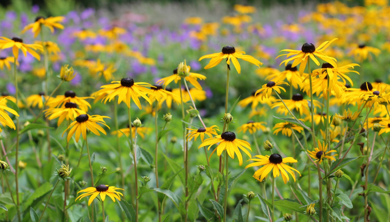 yellow-coneflower-plants-blooming.jpg