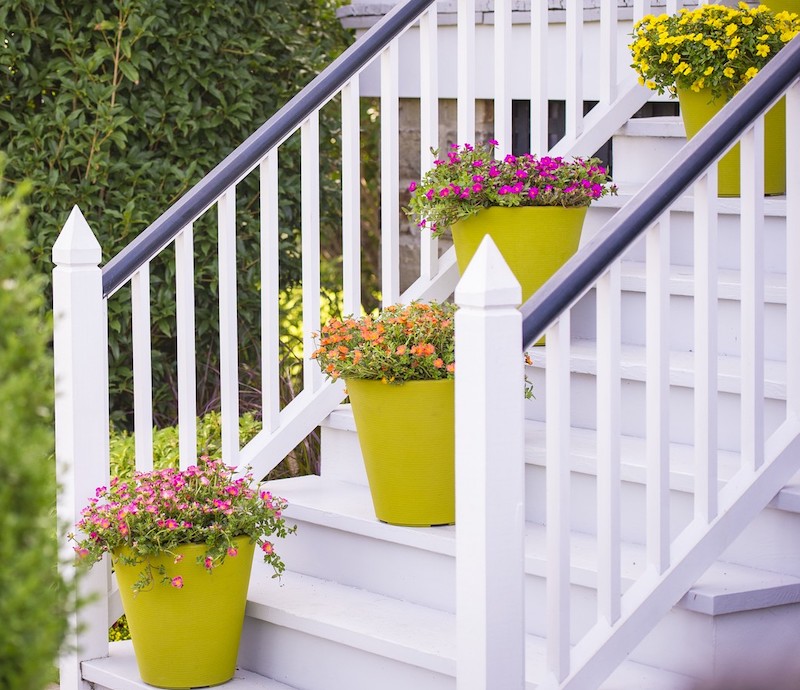 yellow-containers-of-four-purslane-varieties-on-porch-stems.jpg