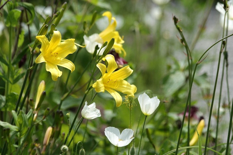 yellow-lilies-planted-with-poppies.jpg