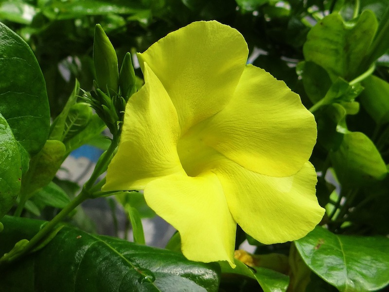 yellow-mandevilla-with-moisture-on-foliage.jpg