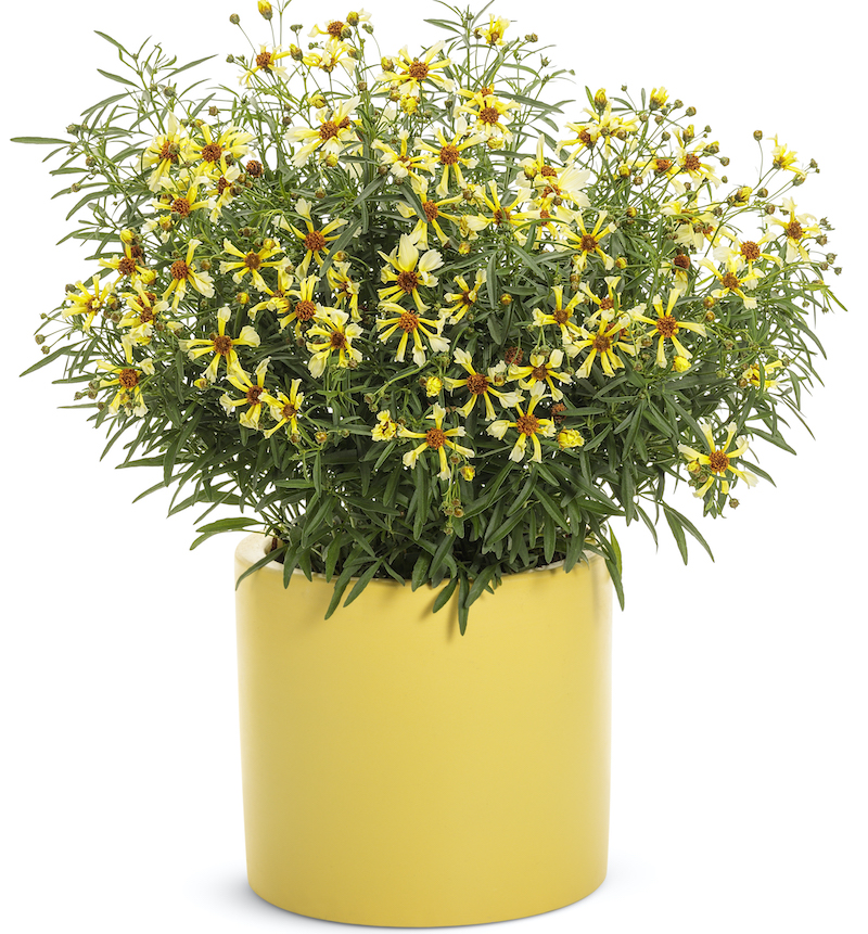 yellow-pot-with-coreopsis-candlelight.jpg