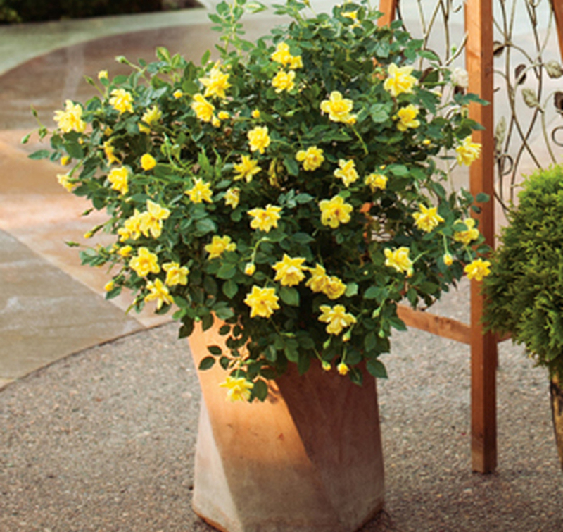 rosa-amarilla-en-planta.jpg rosa-amarilla-arbusto-en-planta.jpg