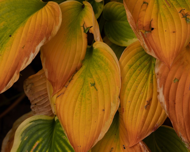 yellowing-hosta-leaves.jpg