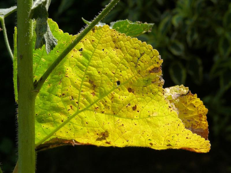 yellowing-leaf-of-hollyhock.jpg