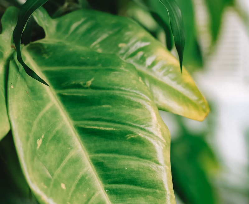 yellowing-philodendron-leaves.jpg