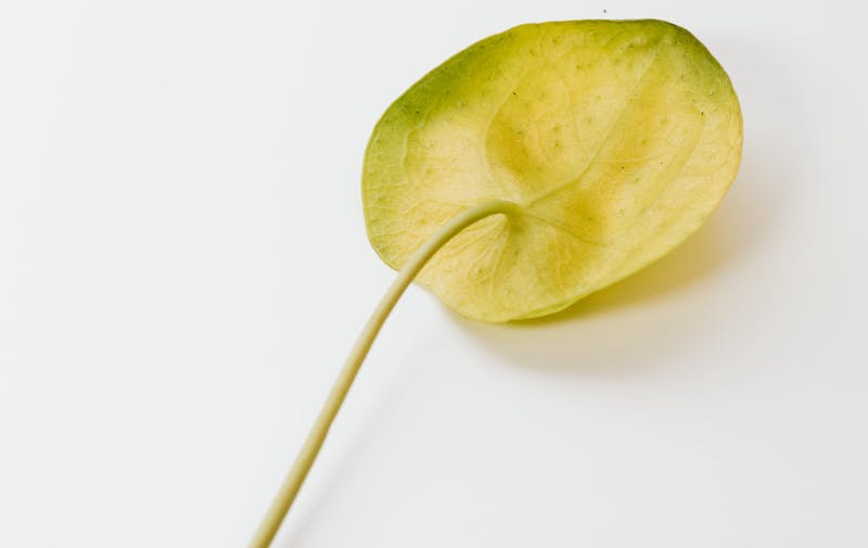 yellowing-pilea-leaf.jpg